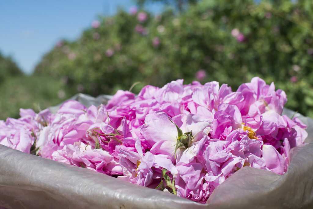 la rosa damascena ingrediente cosmesi coreana