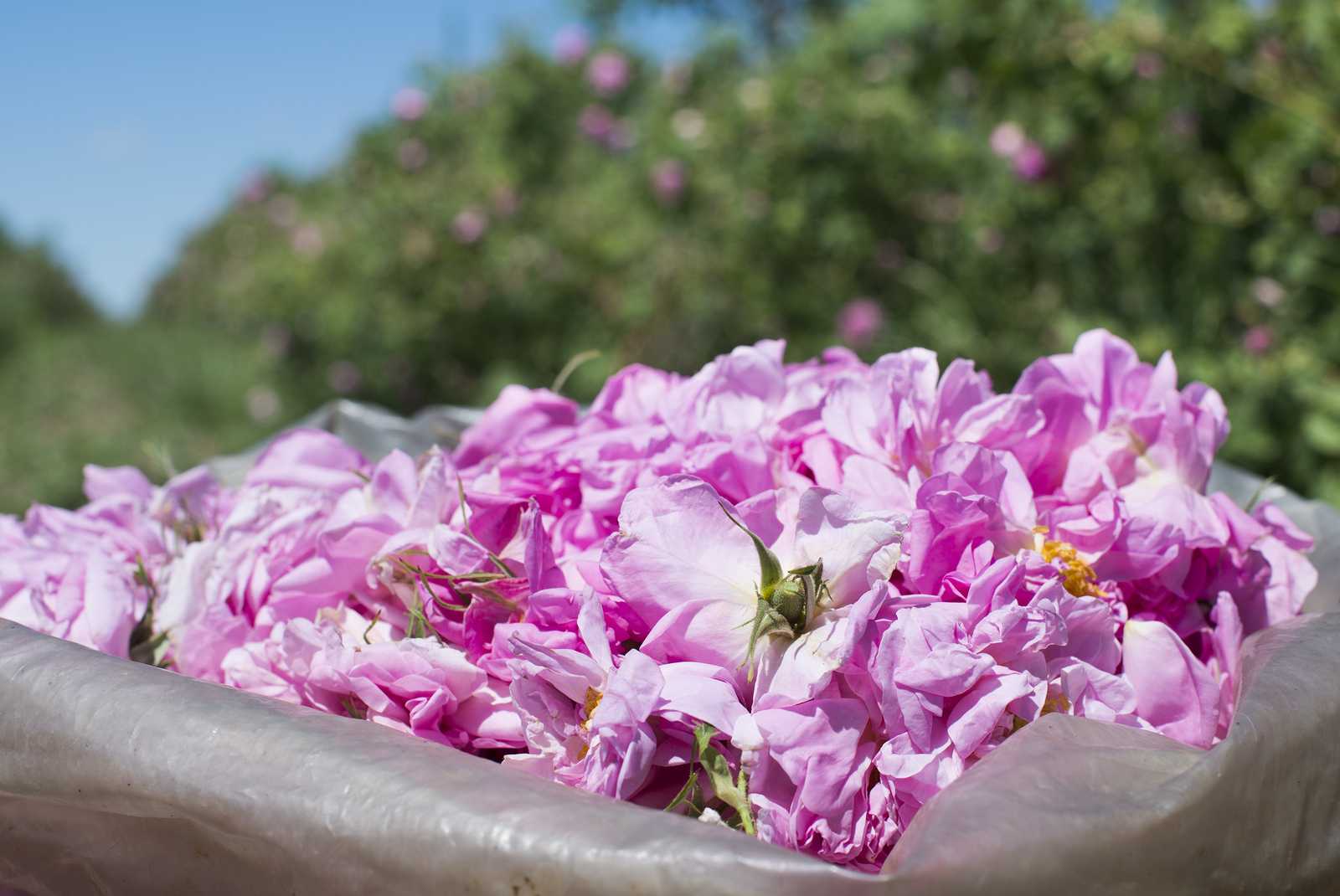 la rosa damascena ingrediente cosmesi coreana