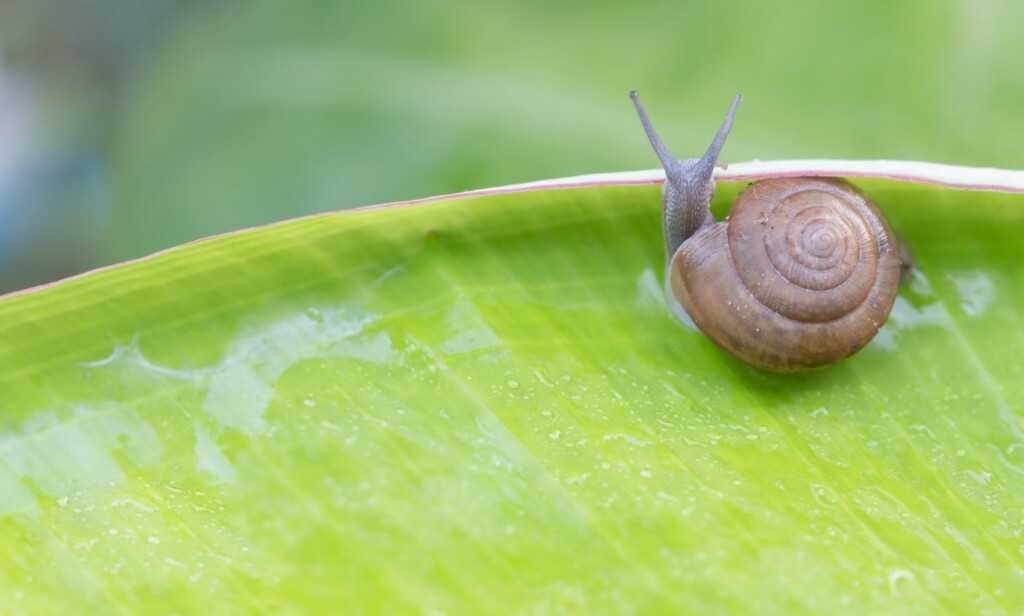 Bava di Lumaca - snail mucin