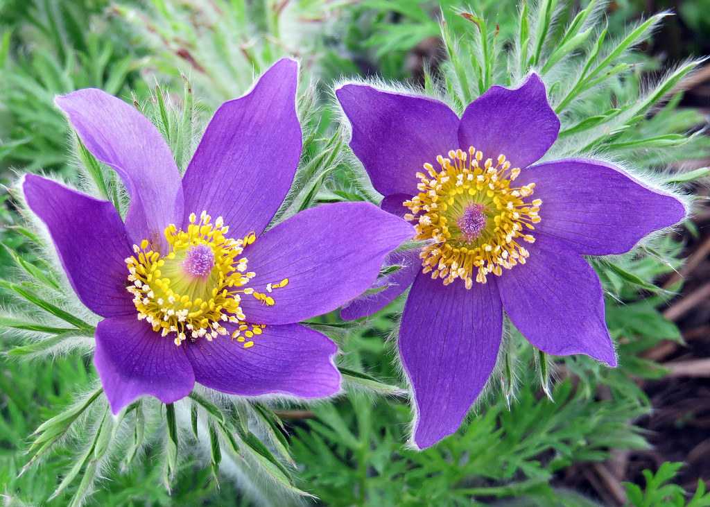 La pulsatilla coreana nella cosmesi coreana