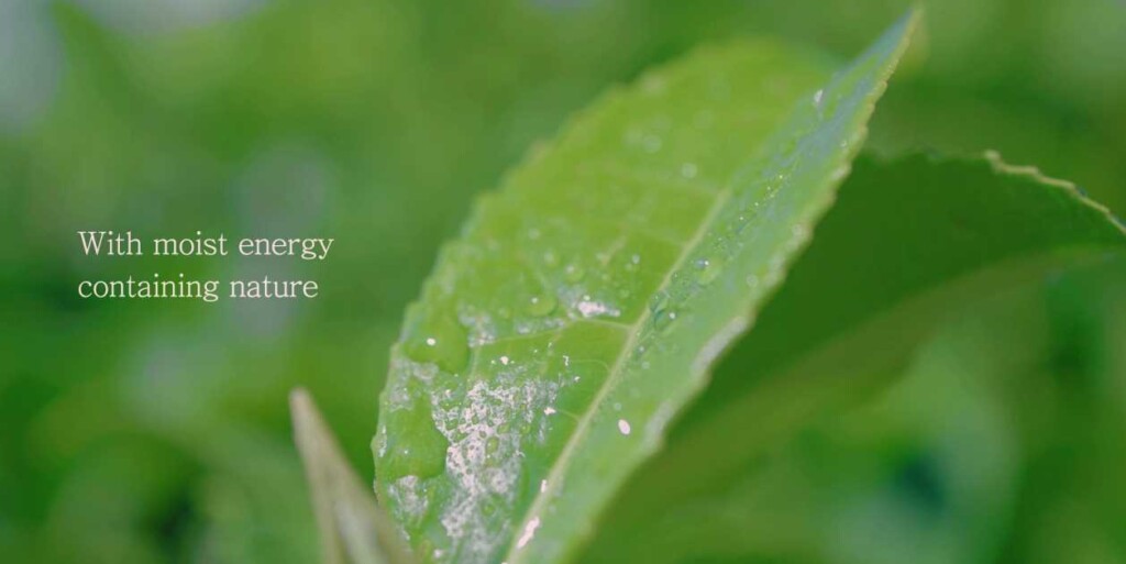 Il green tea l’oro verde della k beauty