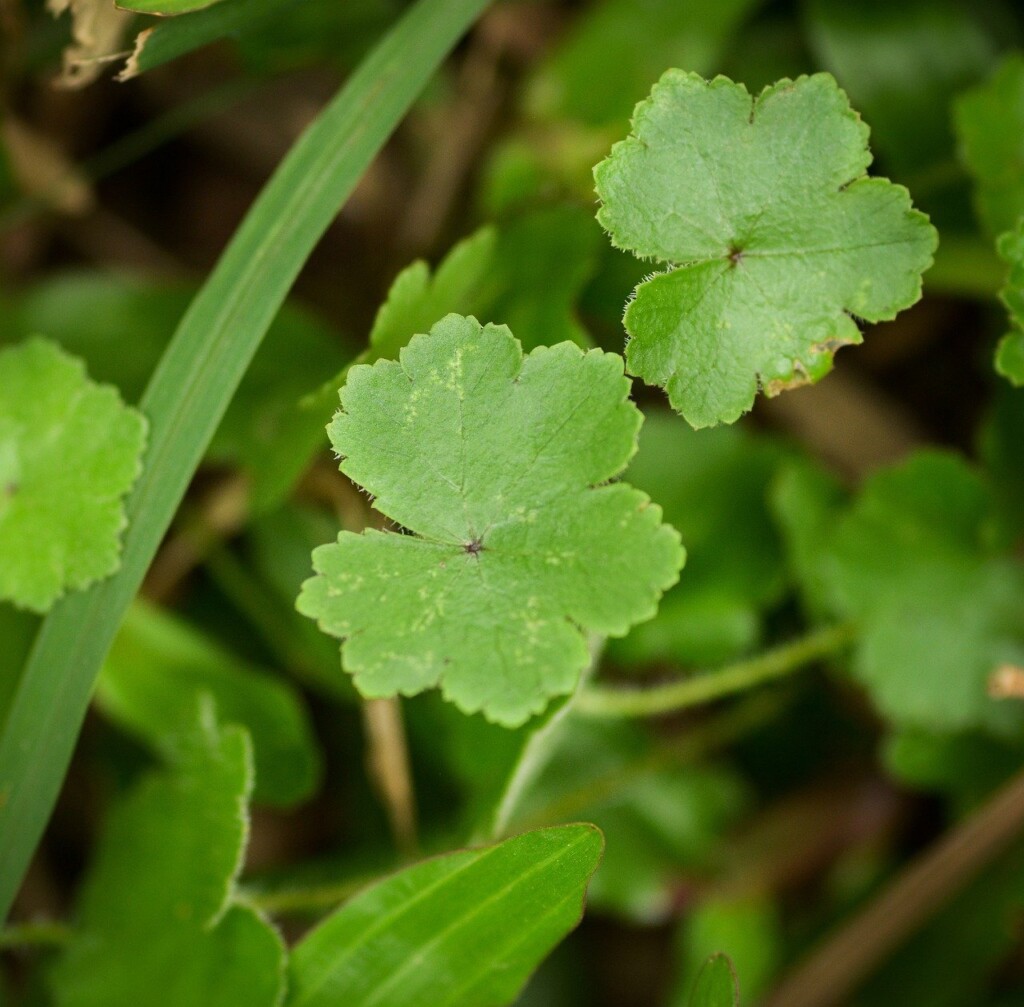 La cosmesi coreana e la centella asiatica