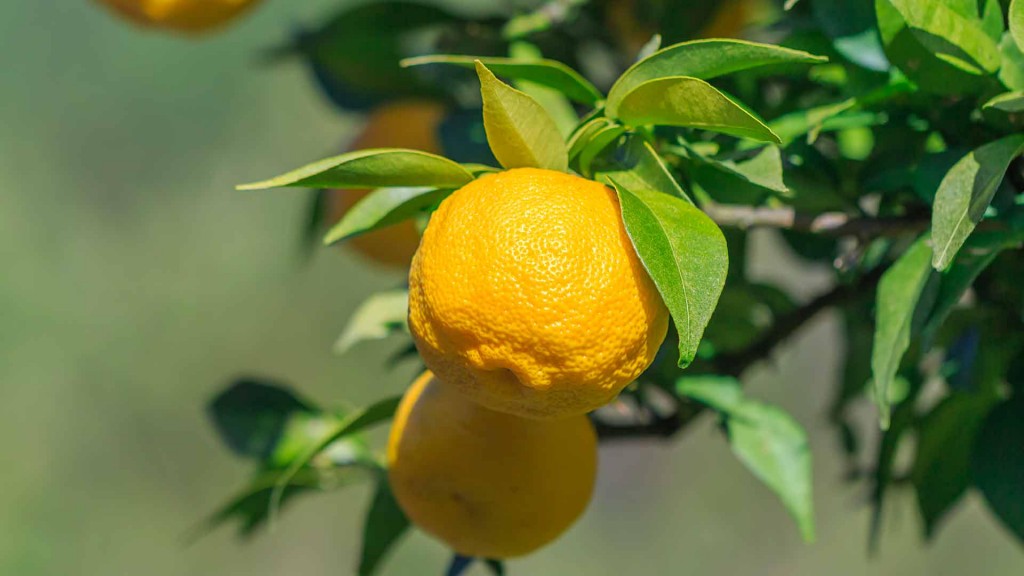 Yuja, l'agrume coreano ricco di vitamina c