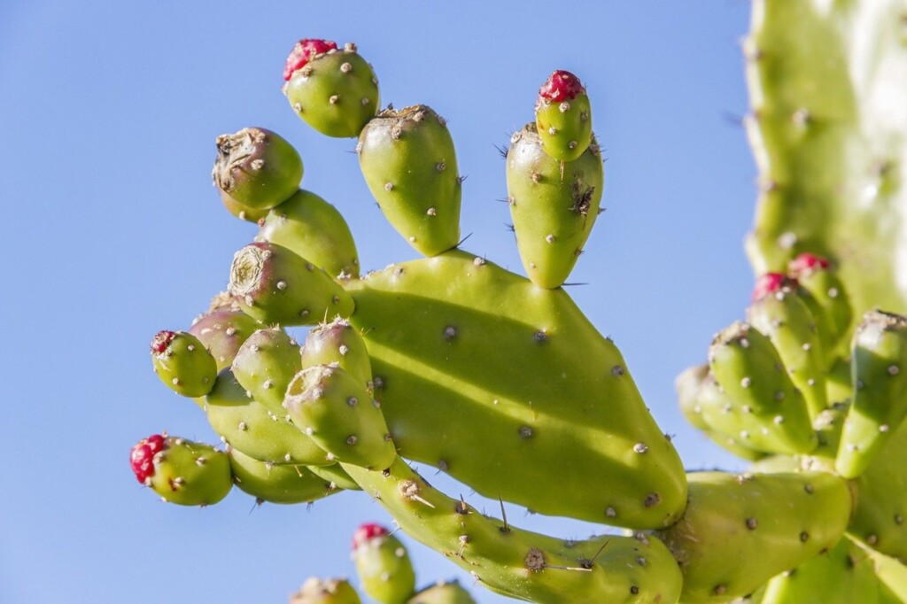 Opuntia, il cactus alleato della bellezza