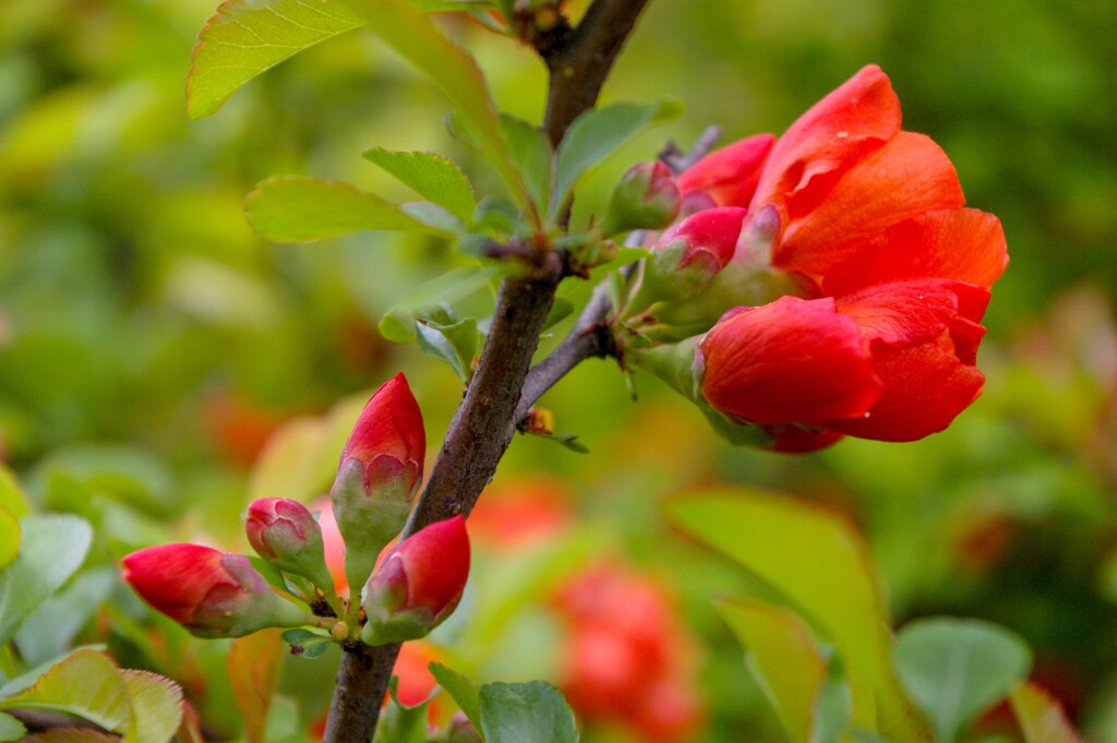 Camelia japonica, il fiore rosso amato dalla pelle