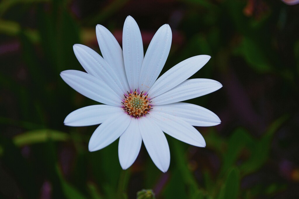 Crisantemo zawadskii, il fiore d'oro per la cosmesi coreana