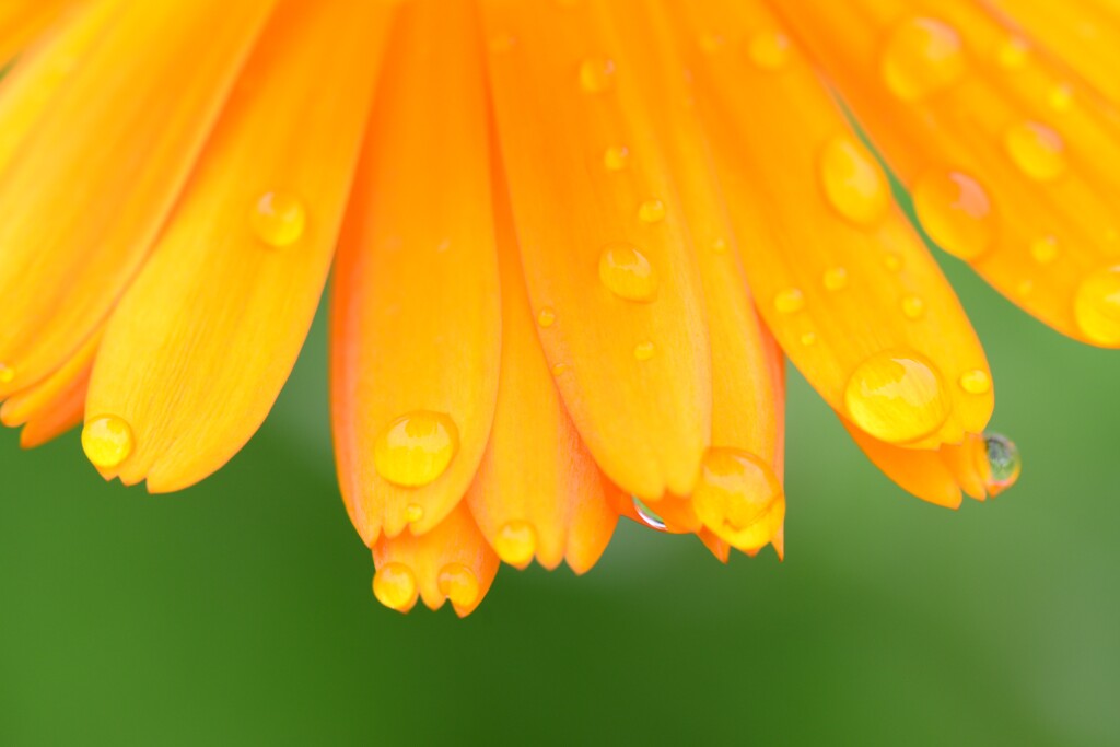 Calendula: 5 incredibili benefici per la pelle
