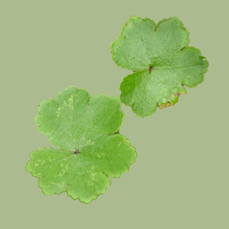 Skincare routine centella asiatica