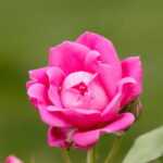 Salveo Maehwasoo rosa damascena